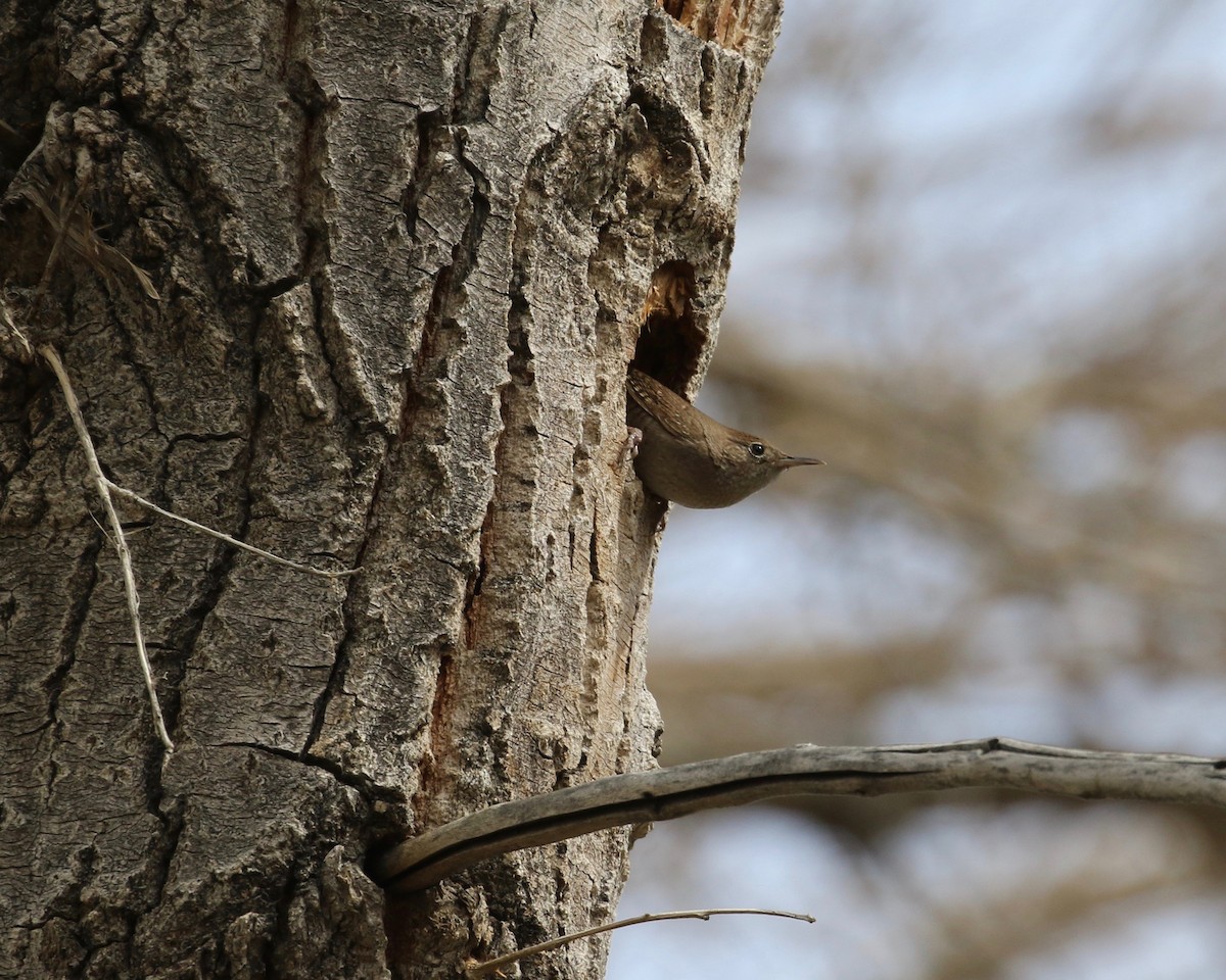 House Wren - ML146305031