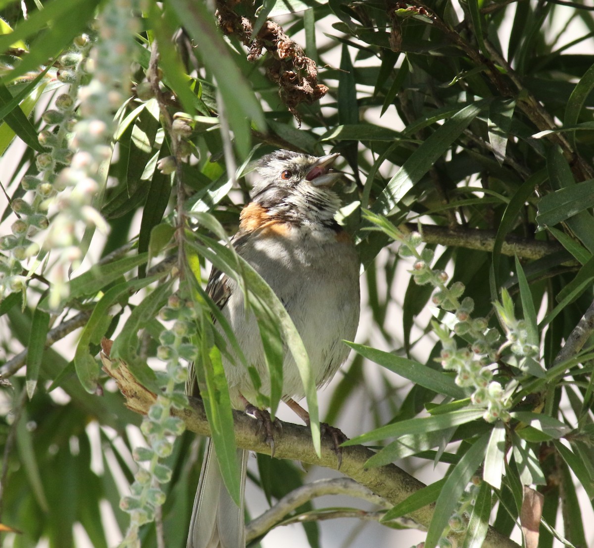 Rufous-collared Sparrow - ML146305041