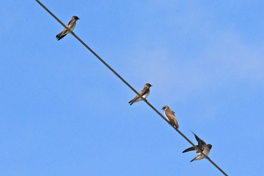 Northern Rough-winged Swallow - ML146306861