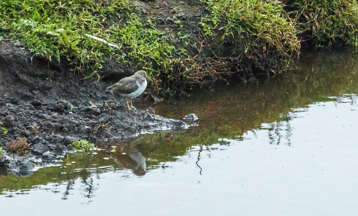 Drosseluferläufer - ML146308471