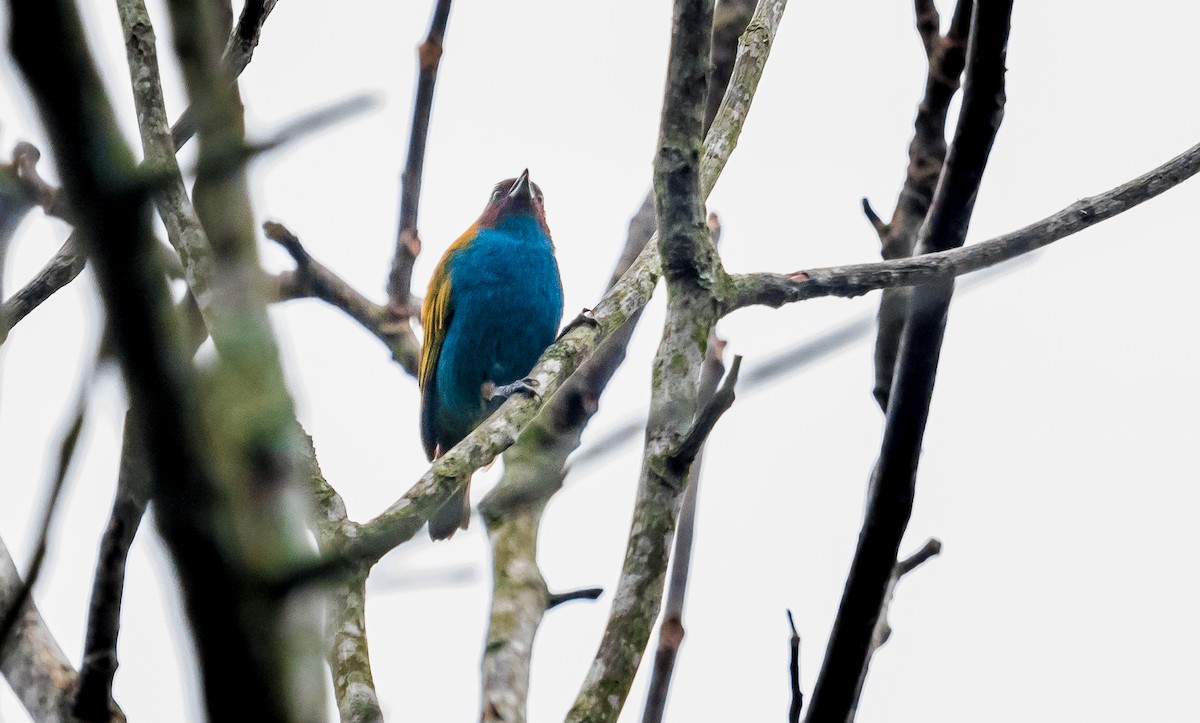 Bay-headed Tanager - David Monroy Rengifo