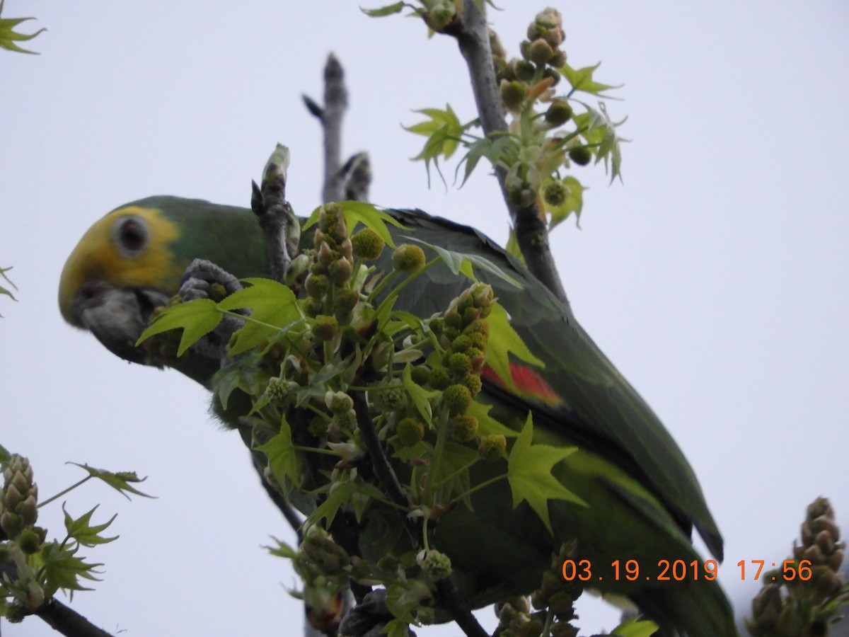 キガシラボウシインコ - ML146309721