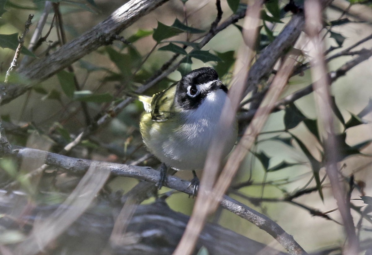 Black-capped Vireo - Tammy McQuade