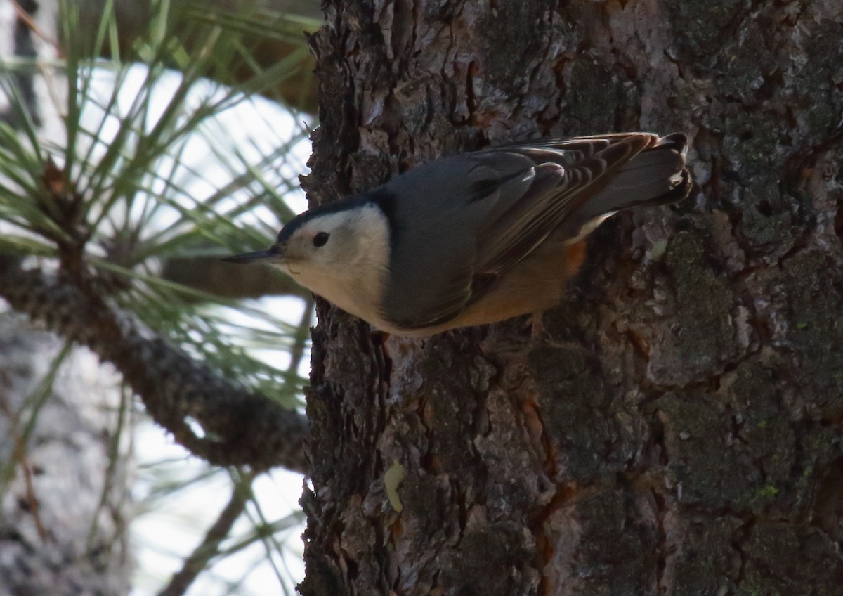 White-breasted Nuthatch - ML146309971