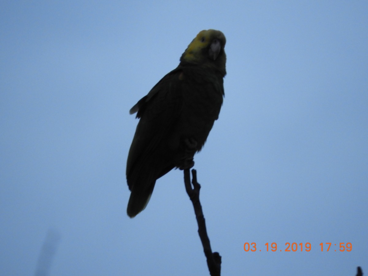 Yellow-headed Parrot - rick shearer