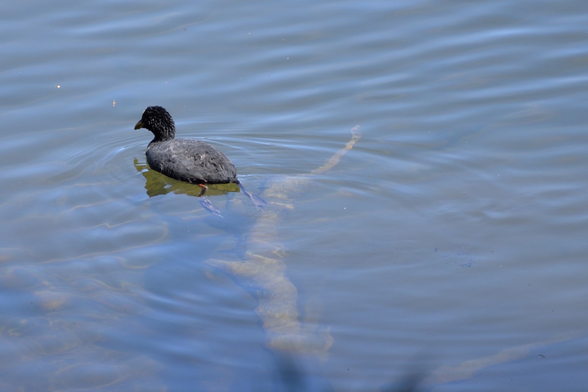 Red-gartered Coot - ML146311961