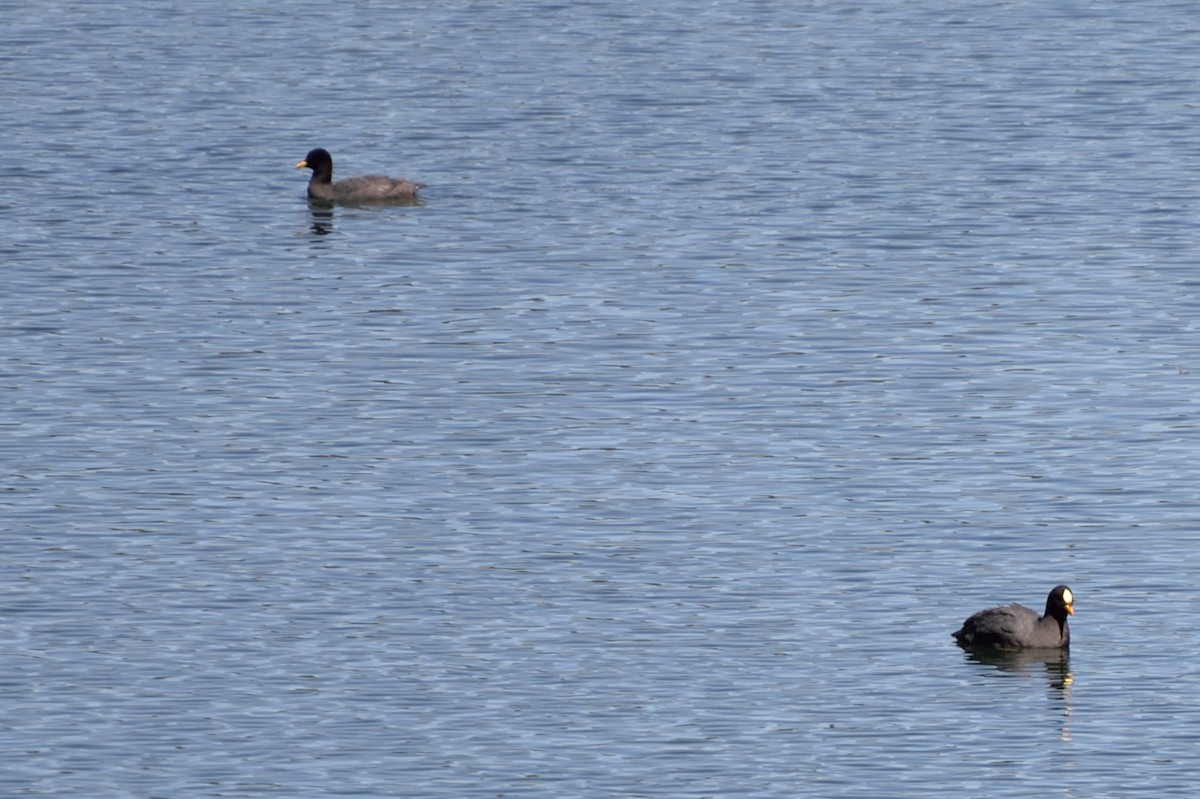 Red-gartered Coot - ML146311981