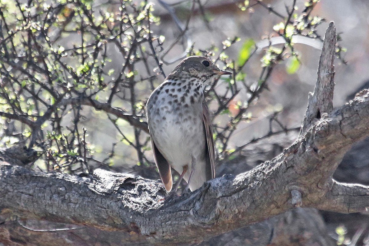 Hermit Thrush - ML146313041