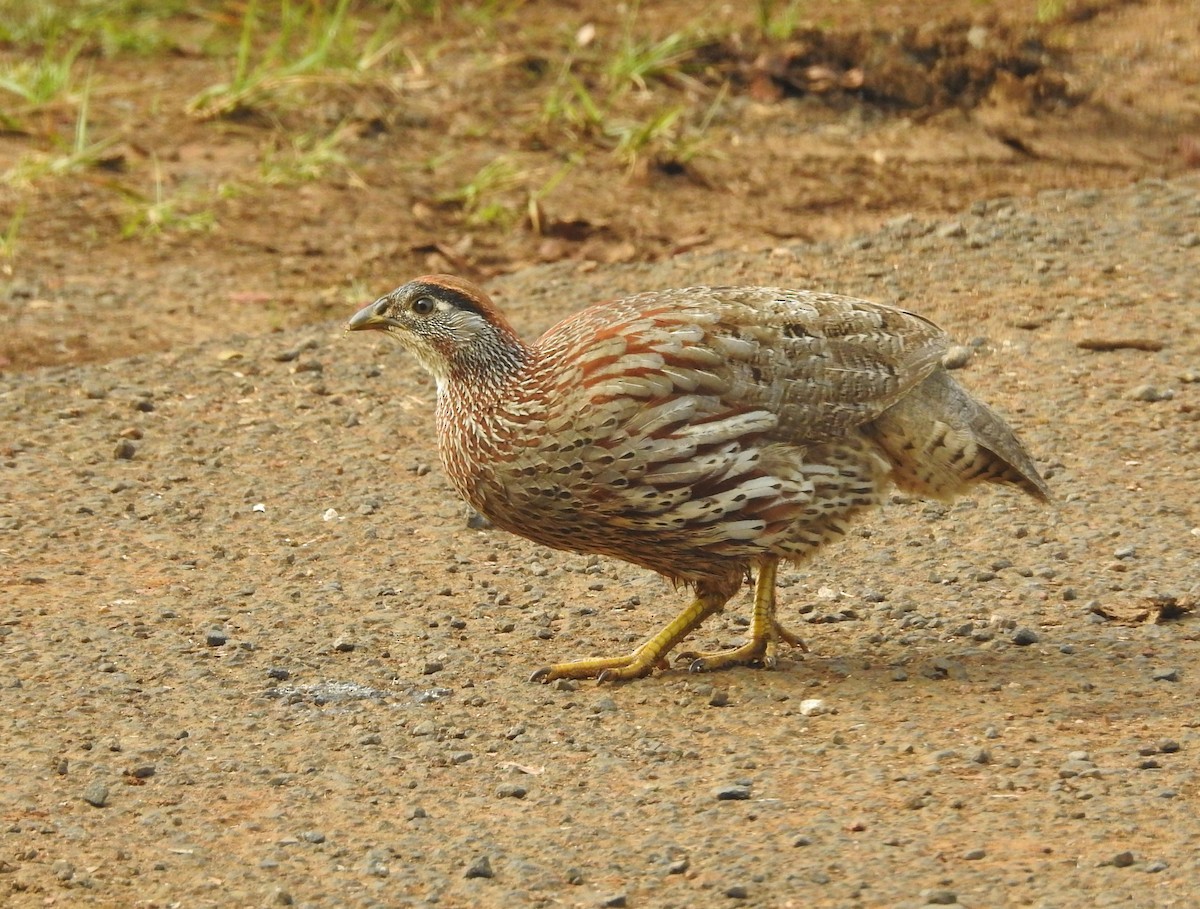 Erckel's Spurfowl - ellen horak