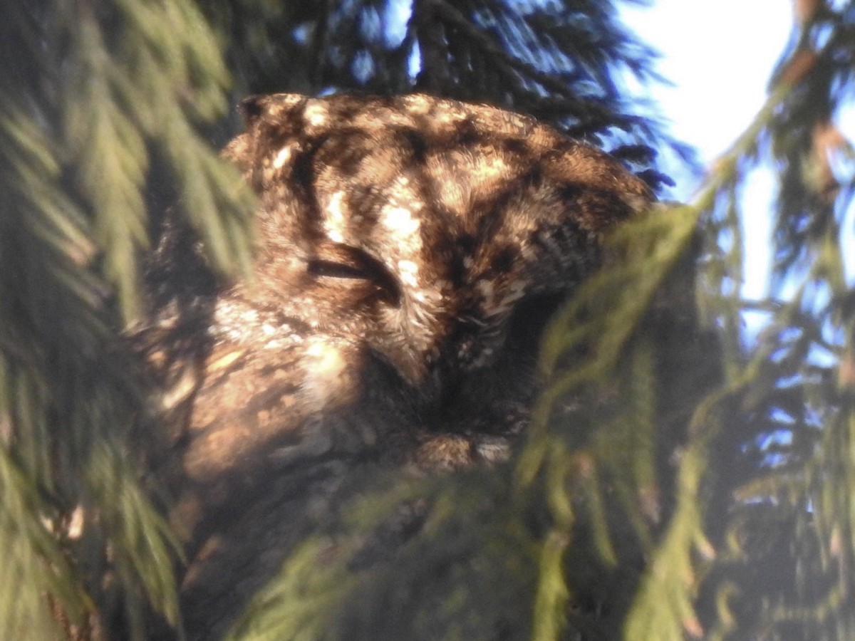 Western Screech-Owl - David Baird