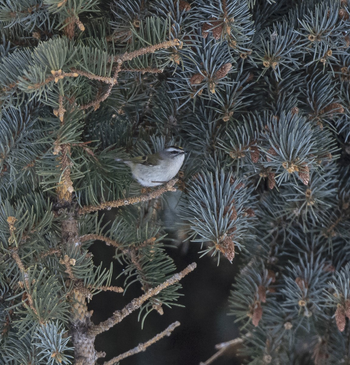 Golden-crowned Kinglet - ML146314791