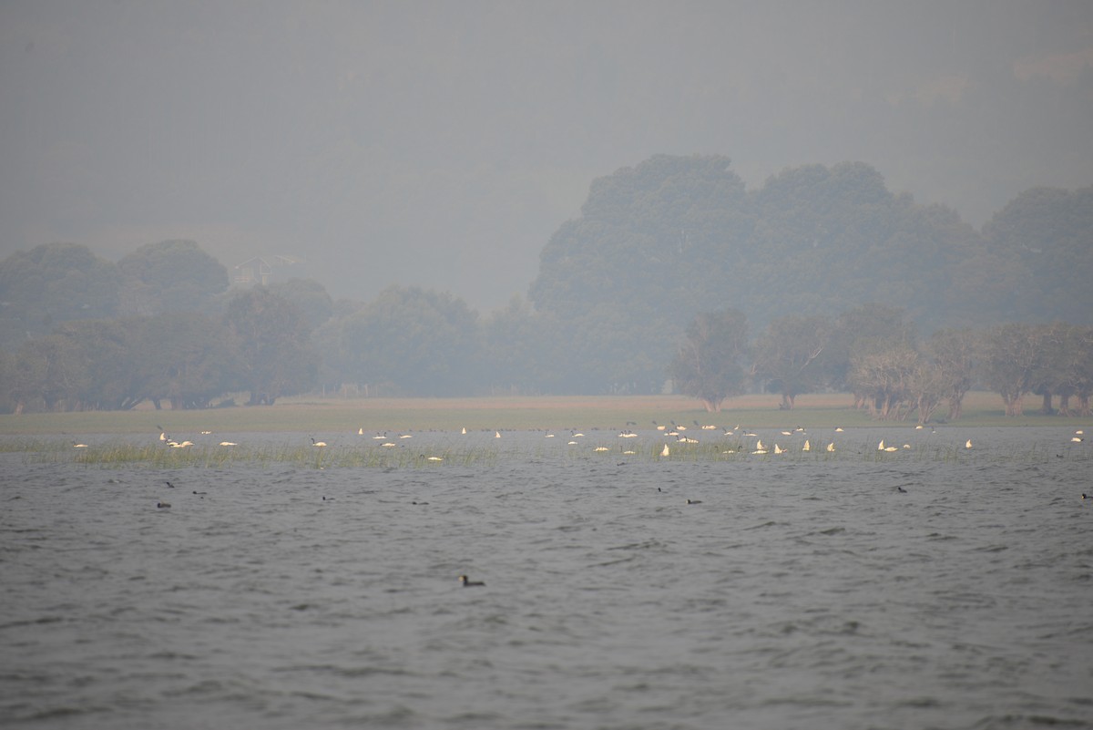 Black-necked Swan - Patricio Hurtado