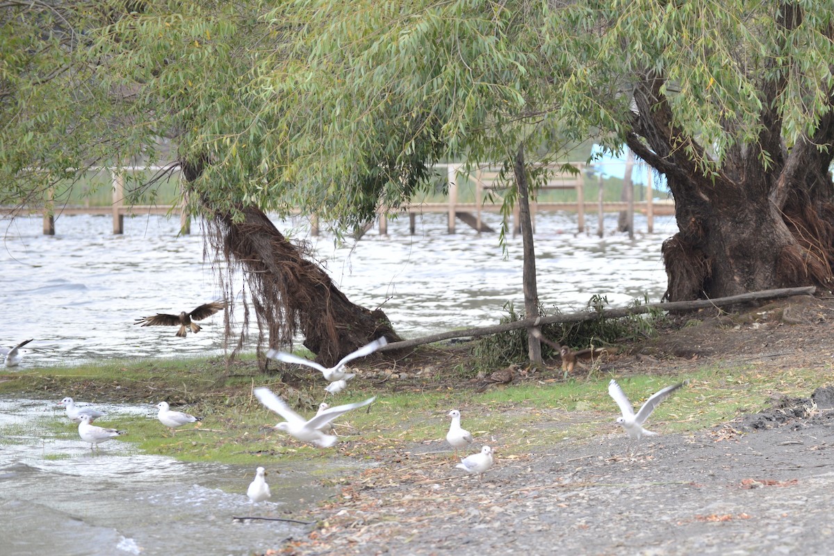 Brown-hooded Gull - ML146315011