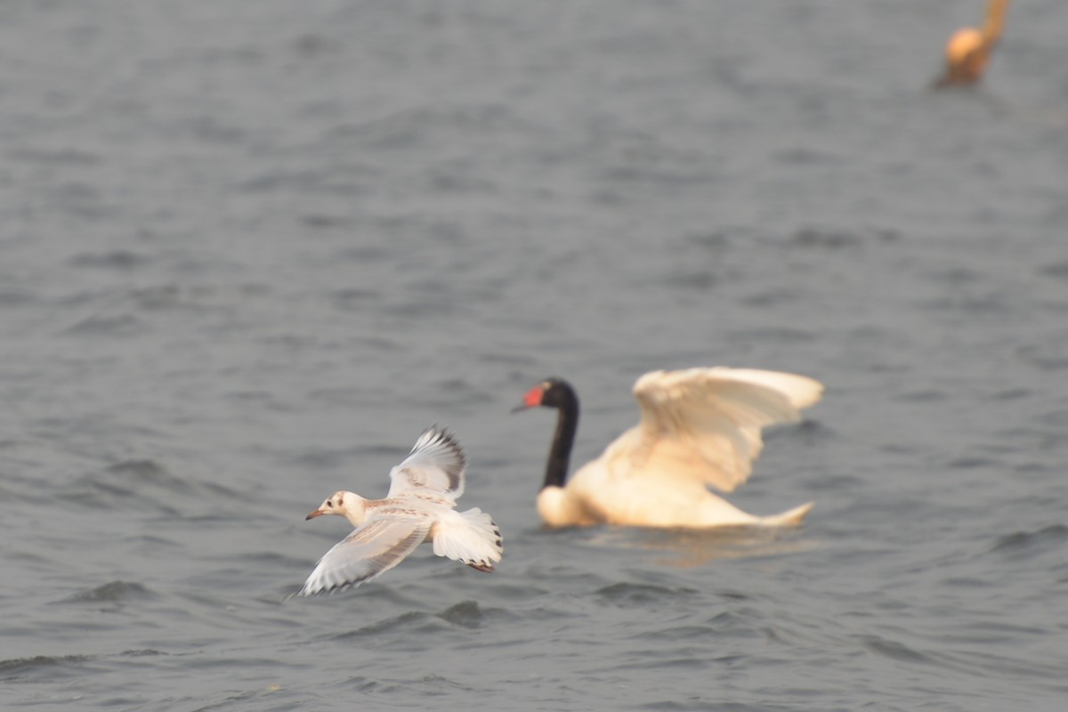 Brown-hooded Gull - Patricio Hurtado