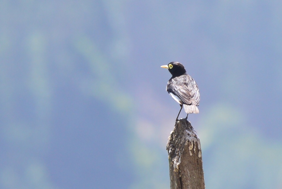 Spectacled Tyrant - Patricio Hurtado