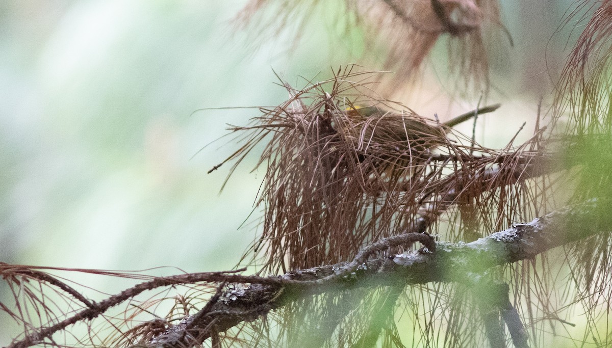 Golden-browed Warbler - ML146315871