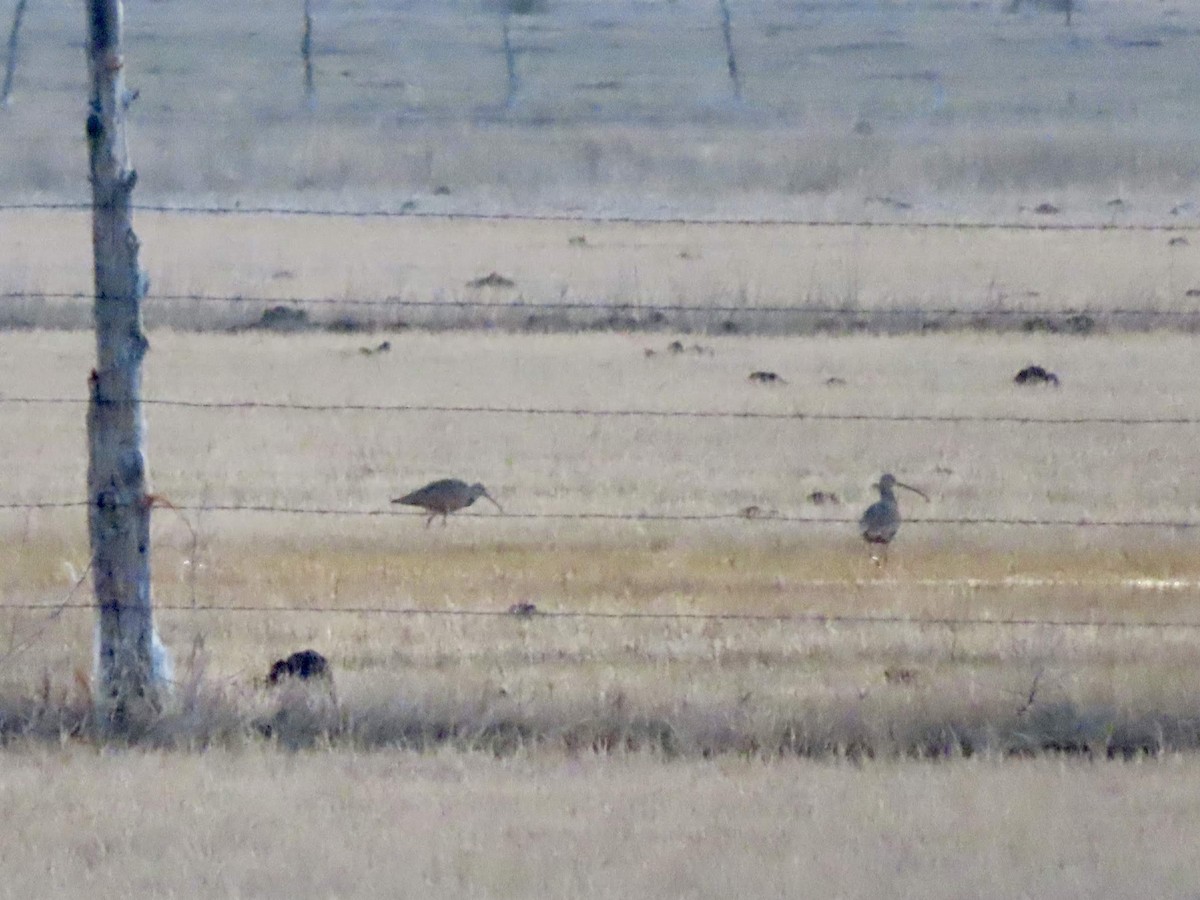 Long-billed Curlew - ML146316331