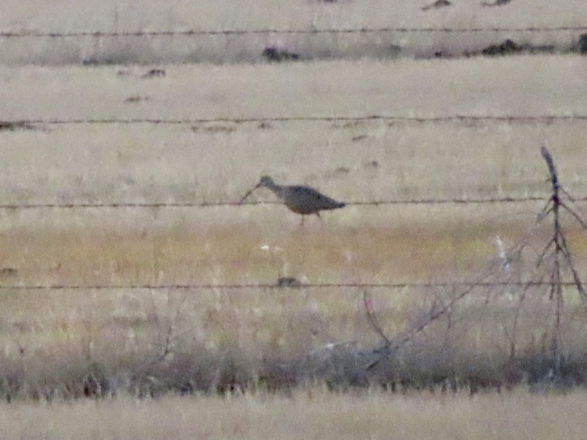 Long-billed Curlew - ML146316371