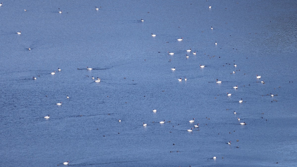 Black-necked Swan - Patricio Hurtado