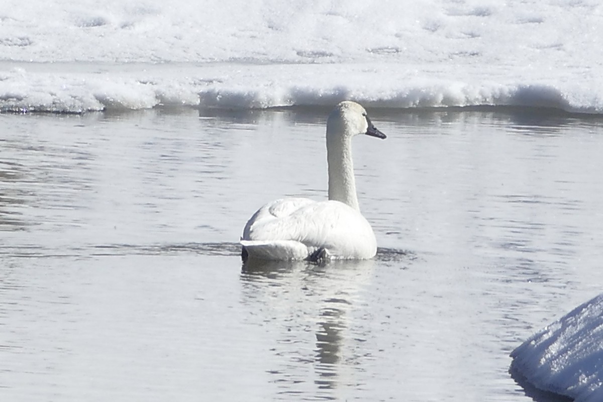 Tundra Swan - ML146318311