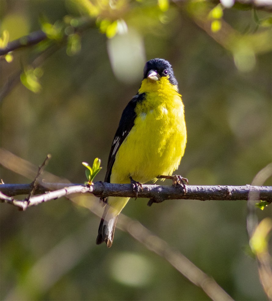 Lesser Goldfinch - ML146318891