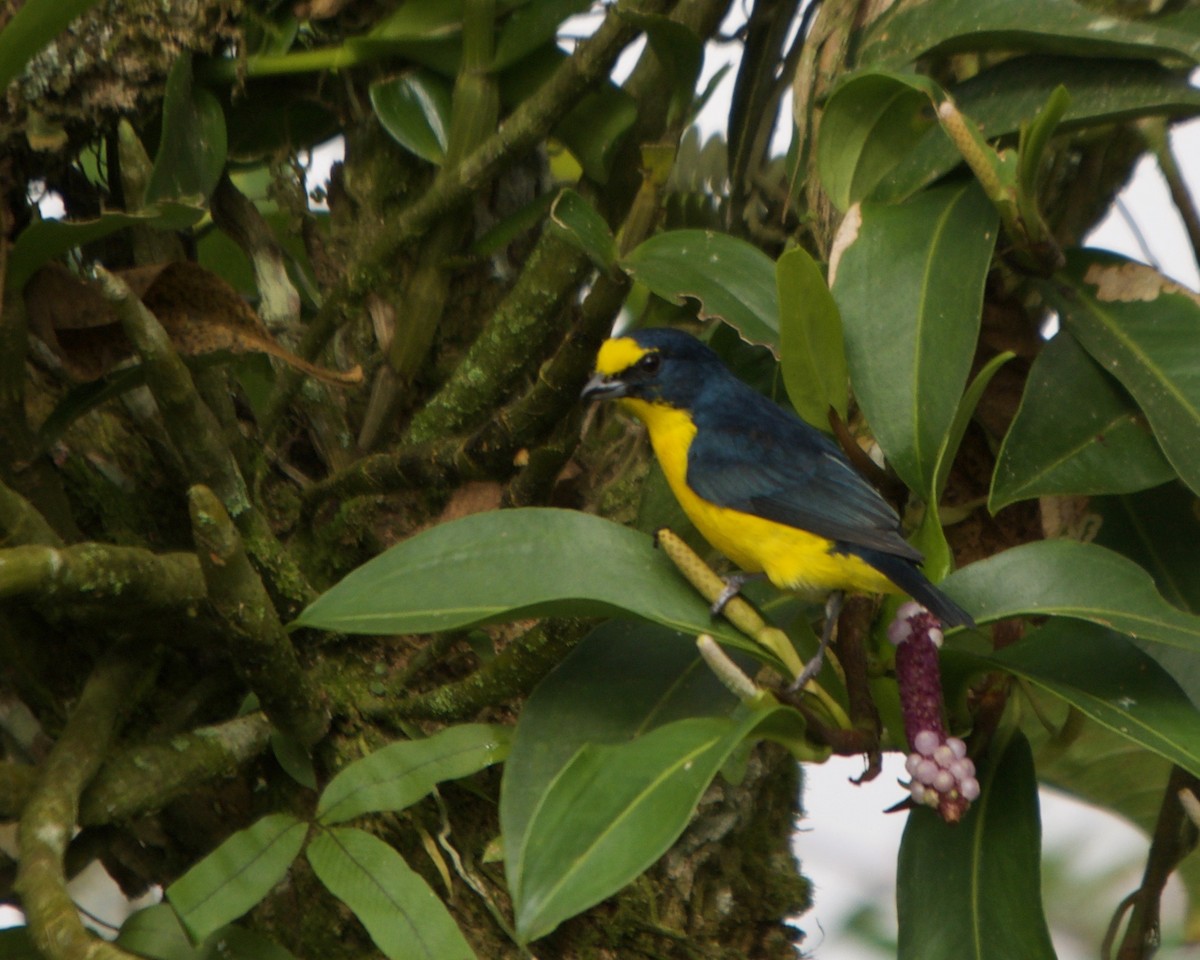 Yellow-throated Euphonia - Larry Waddell