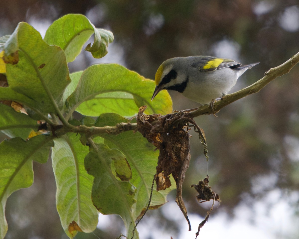 Golden-winged Warbler - Larry Waddell