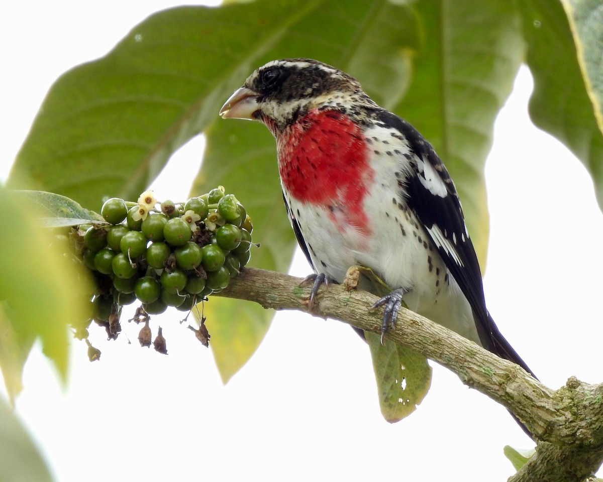 Rose-breasted Grosbeak - Larry Waddell