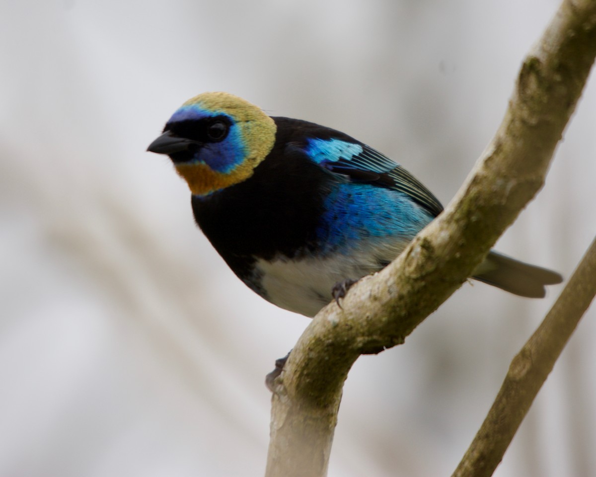 Golden-hooded Tanager - Larry Waddell