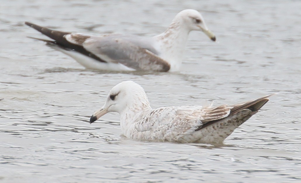 Iceland Gull (Thayer's) - ML146321661