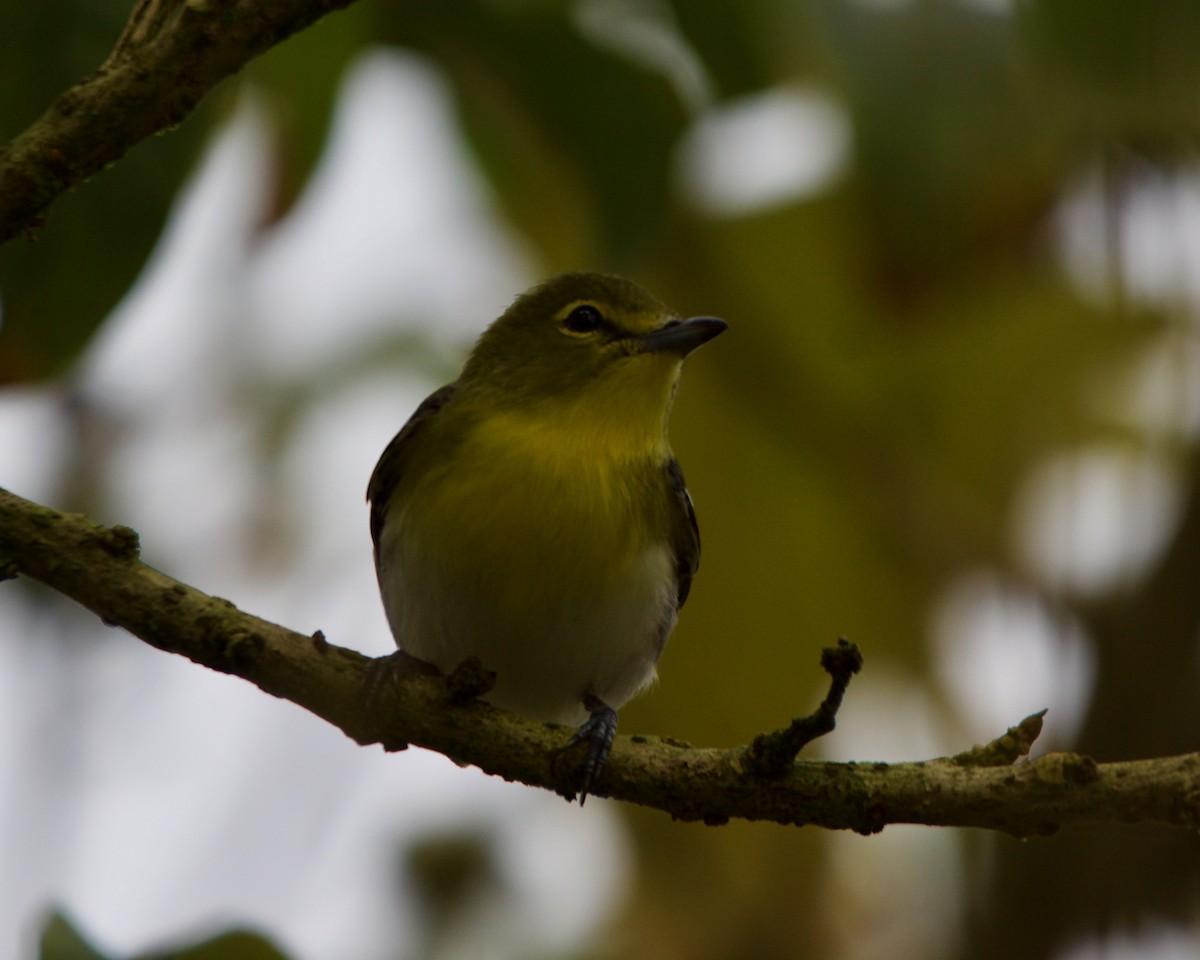 Yellow-throated Vireo - Larry Waddell