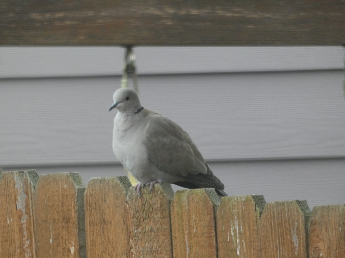 Eurasian Collared-Dove - ML146322351