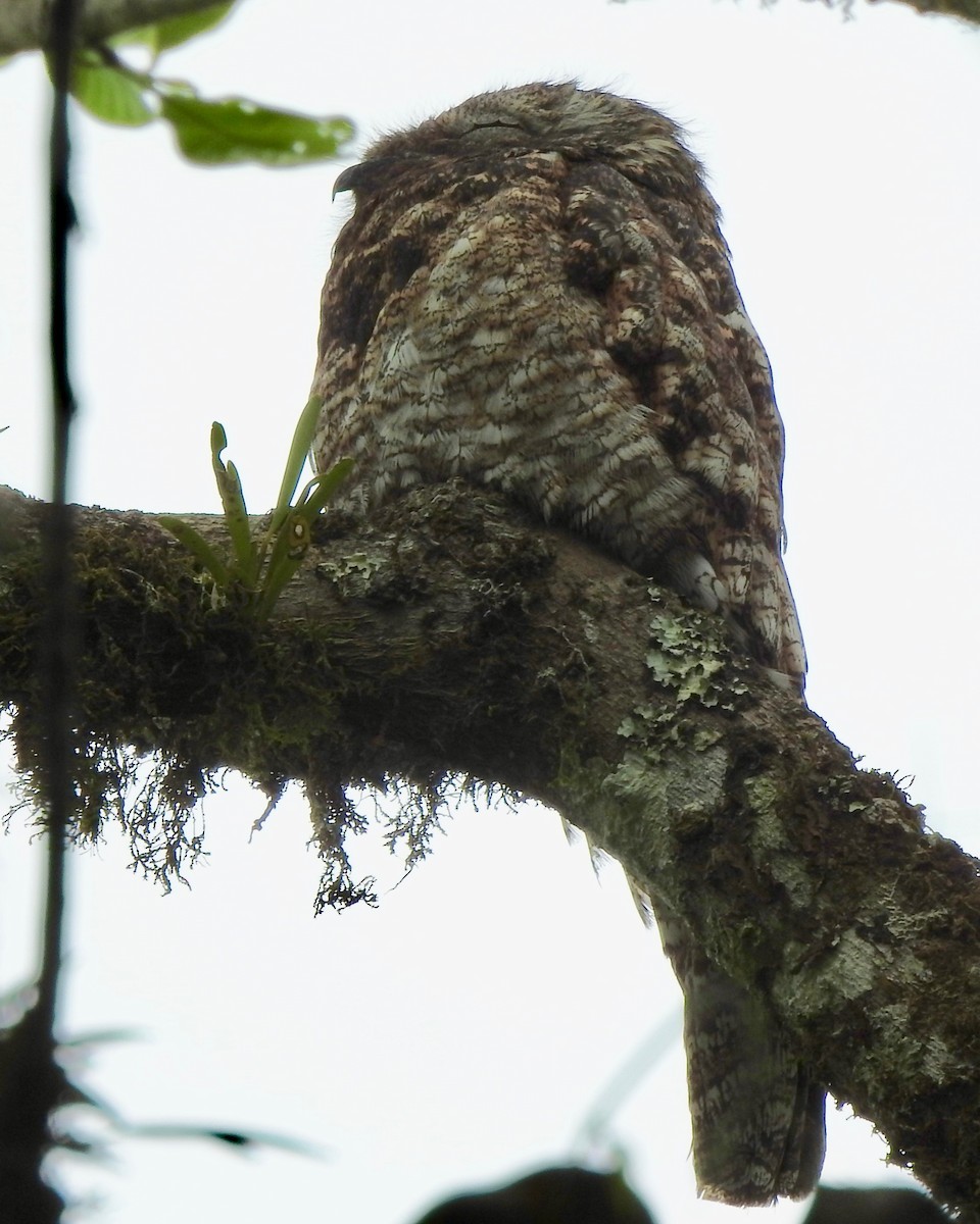 Great Potoo - Larry Waddell
