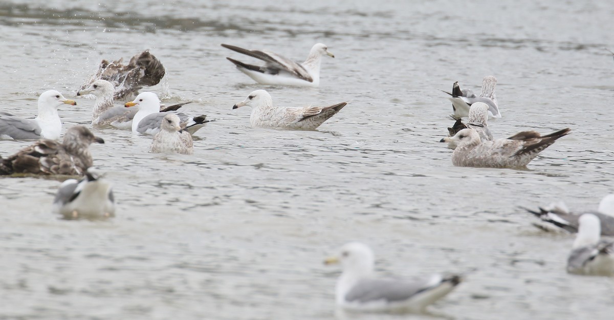 Iceland Gull (Thayer's) - ML146322731