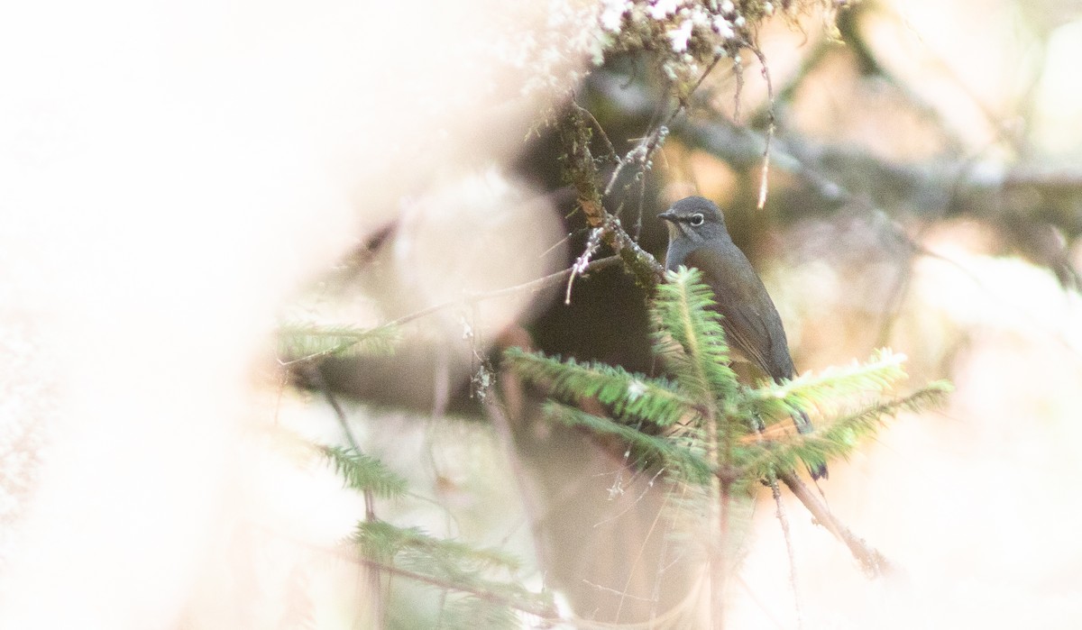 Brown-backed Solitaire - ML146322841