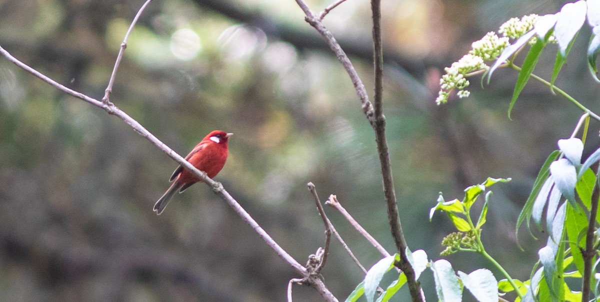 Red Warbler (White-cheeked) - ML146322891