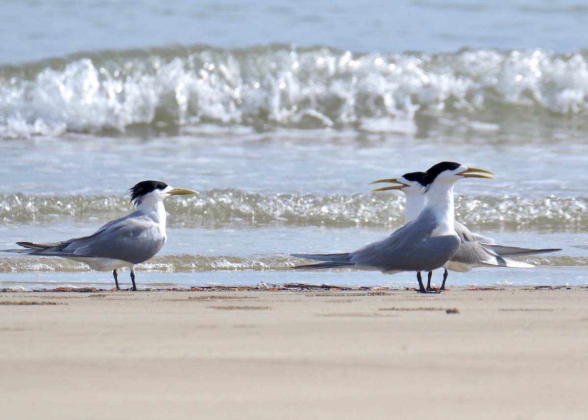 Great Crested Tern - Ken Glasson