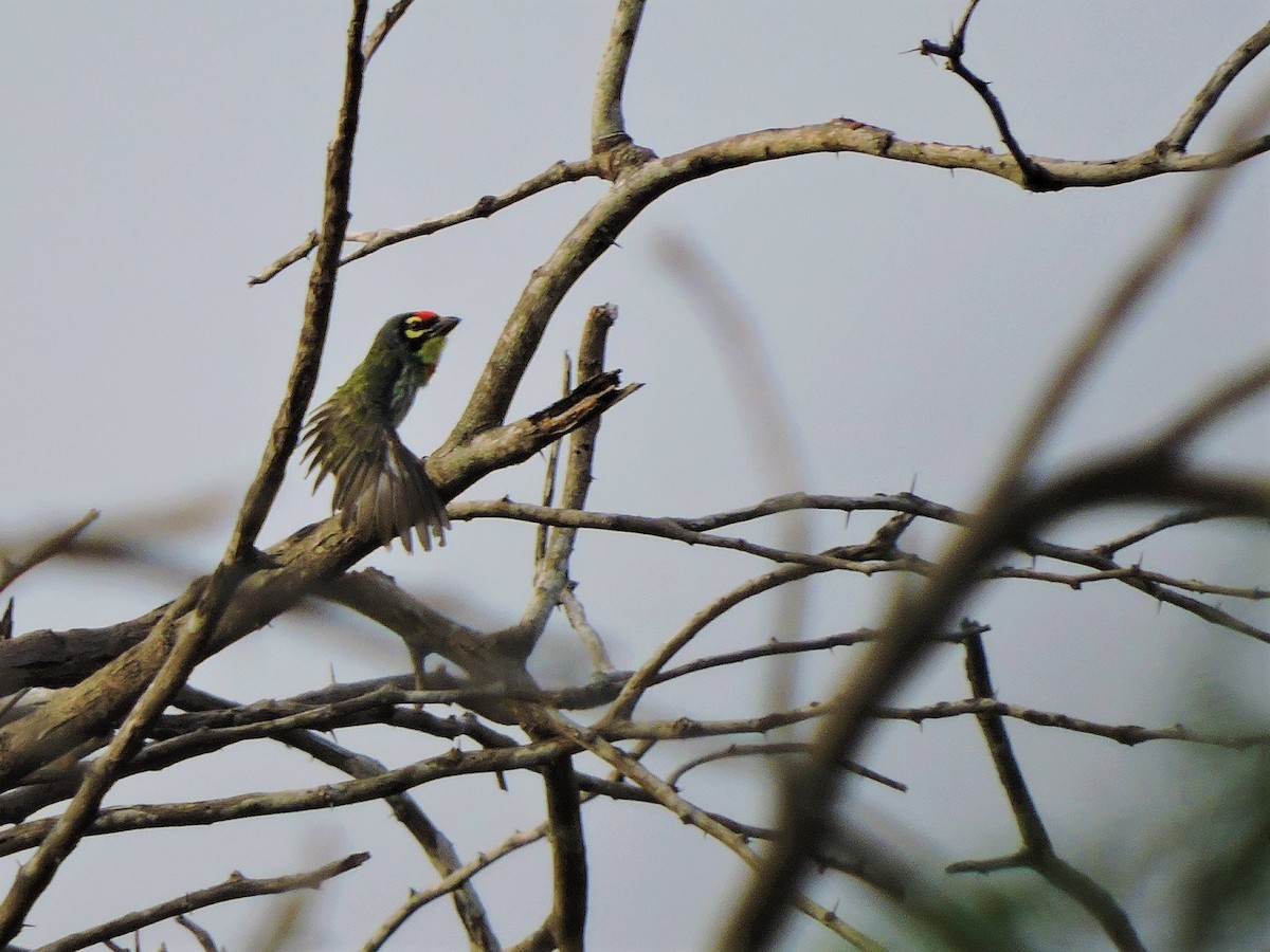 Coppersmith Barbet - ML146325671