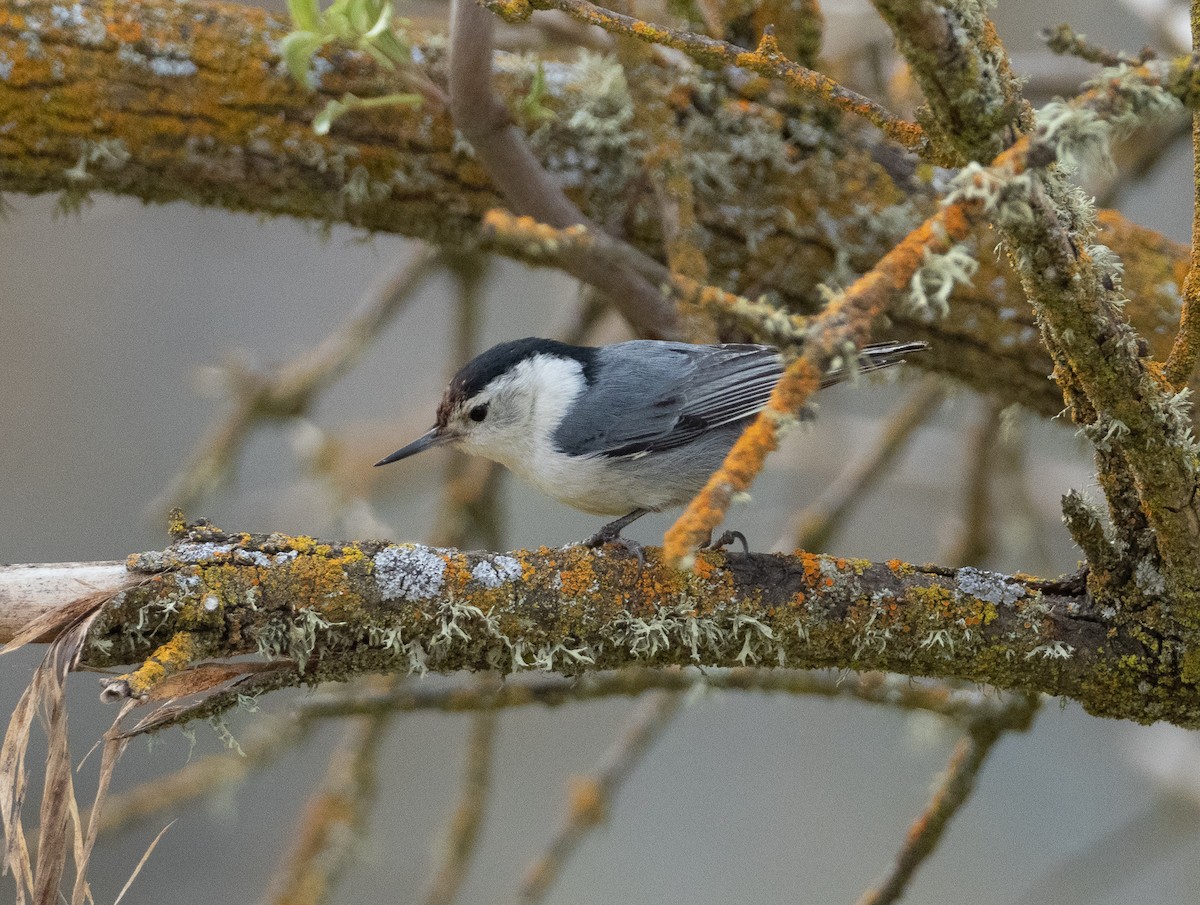 Sittelle à poitrine blanche - ML146325791