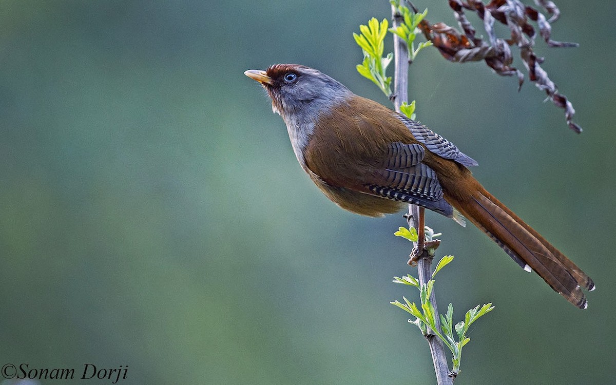 Rusty-fronted Barwing - ML146325821