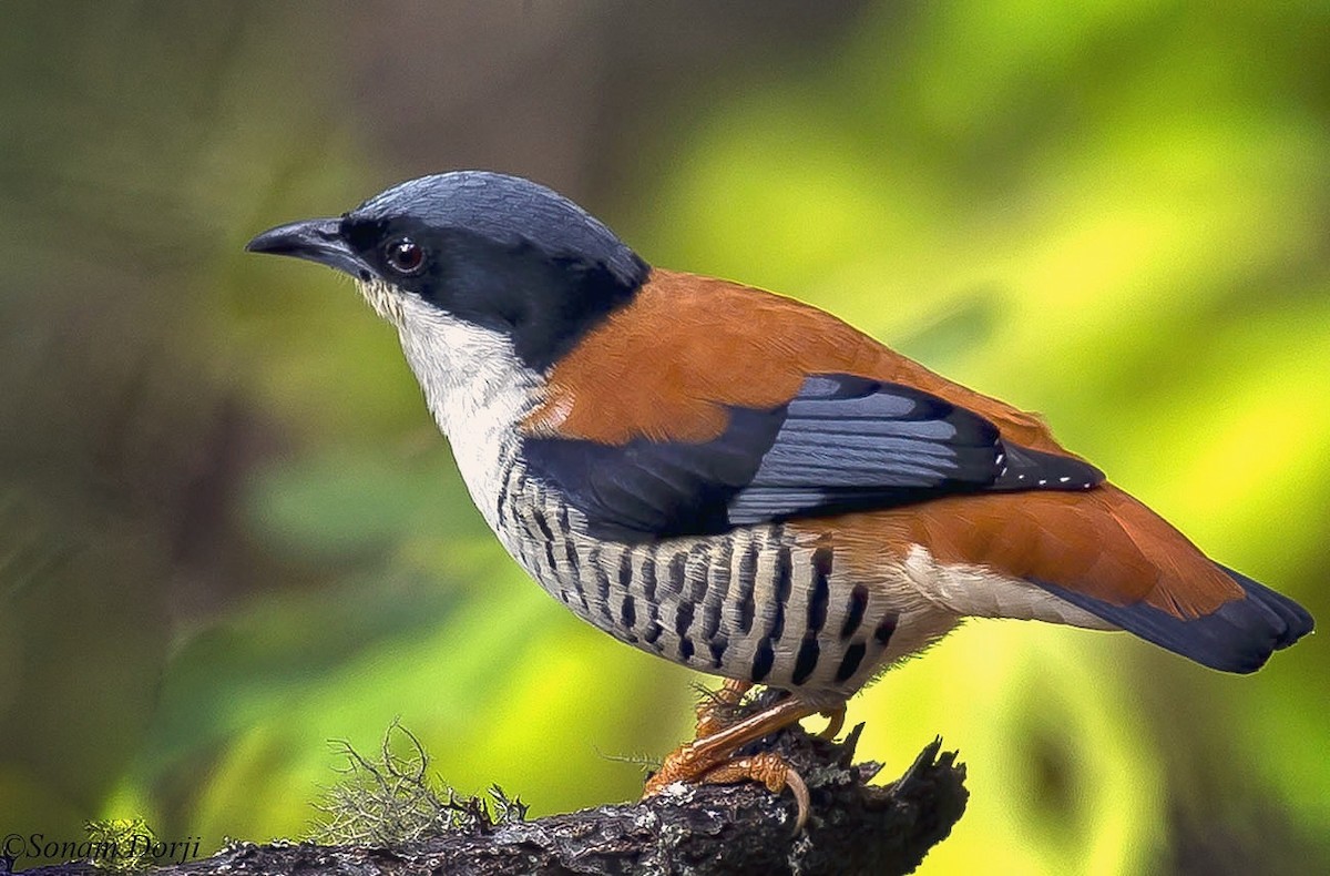 Himalayan Cutia - ML146325851