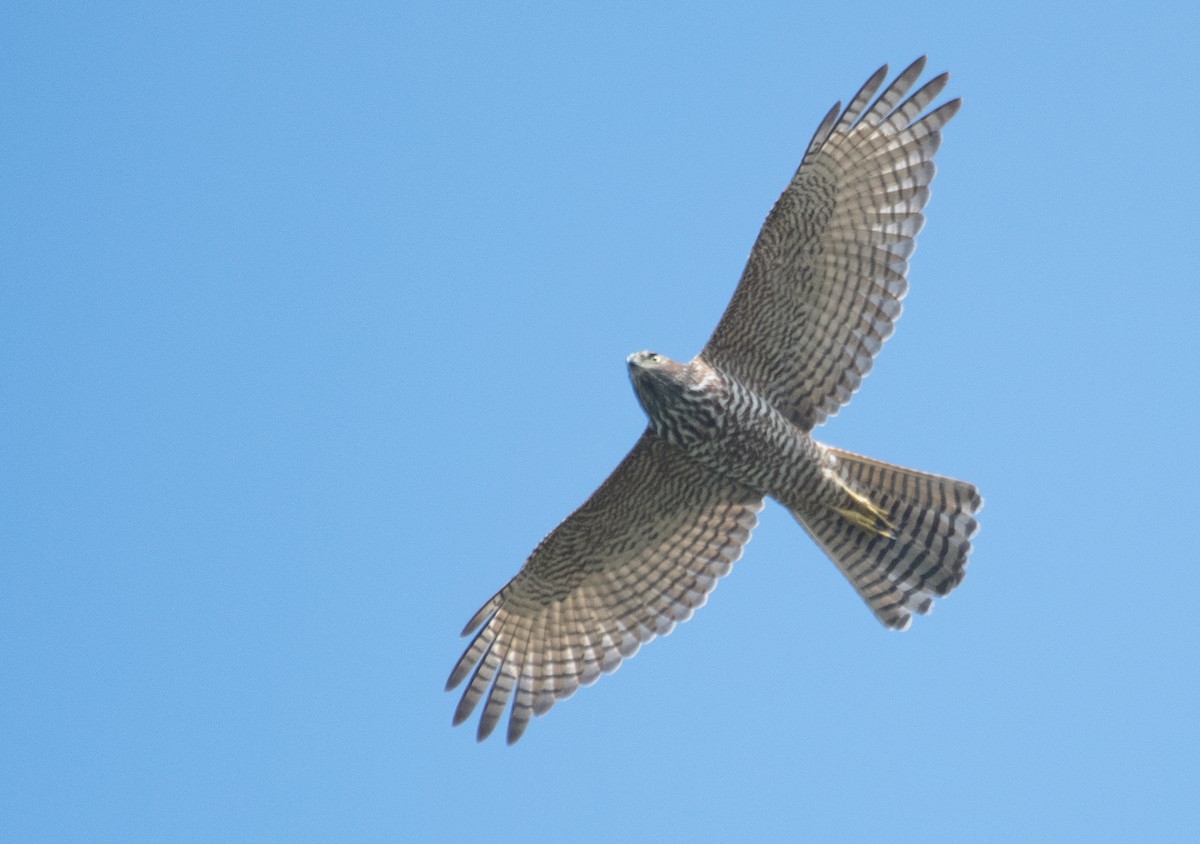 Brown Goshawk - John Daniels