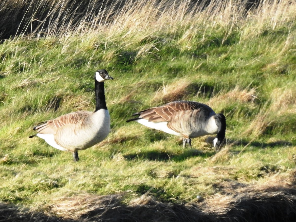 Canada Goose - Jan Meerman