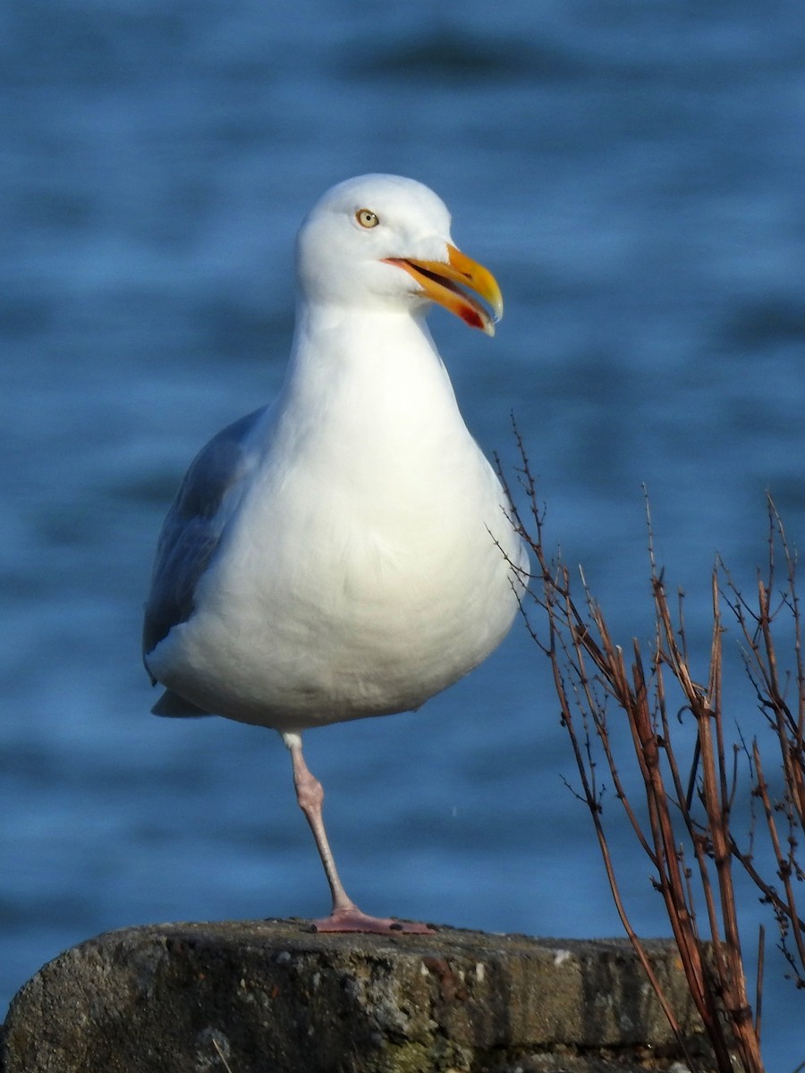 セグロカモメ（argentatus／argenteus） - ML146327051