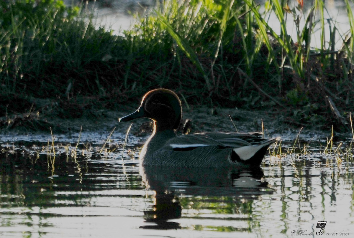 Green-winged Teal (Eurasian) - ML146328891