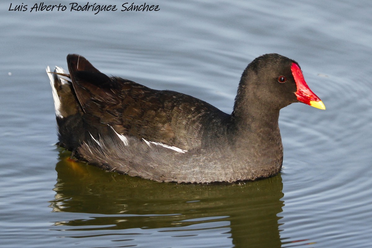 Eurasian Moorhen - Luis Alberto rodriguez sanchez