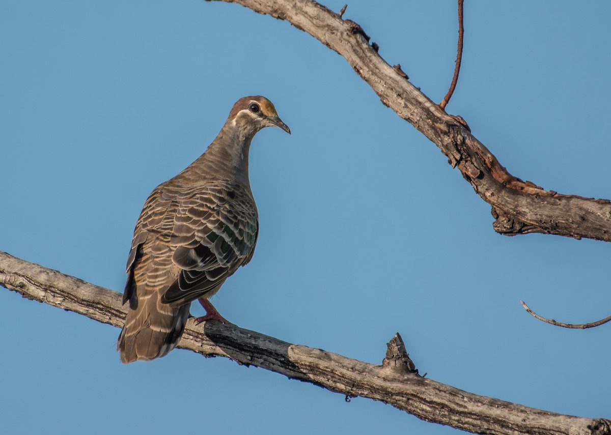 Common Bronzewing - Bill Bacon