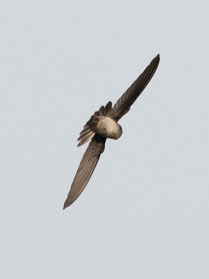 White-rumped Swiftlet - William Stephens