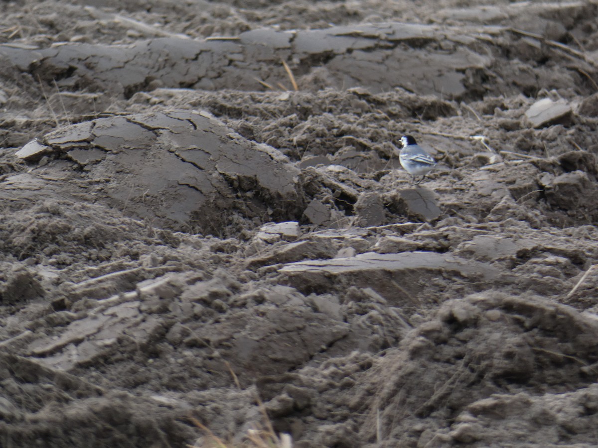 White Wagtail - ML146330891