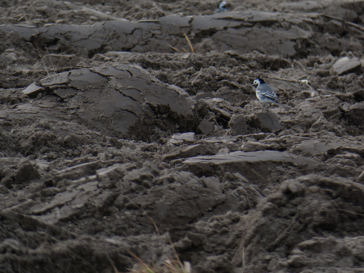 White Wagtail - ML146330921